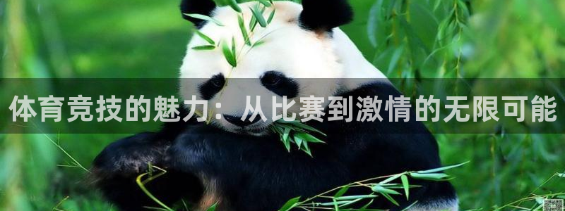 体育竞技的魅力：从比赛到激情的无限可能