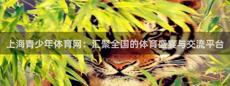 上海青少年体育网：汇聚全国的体育盛宴与交流平台